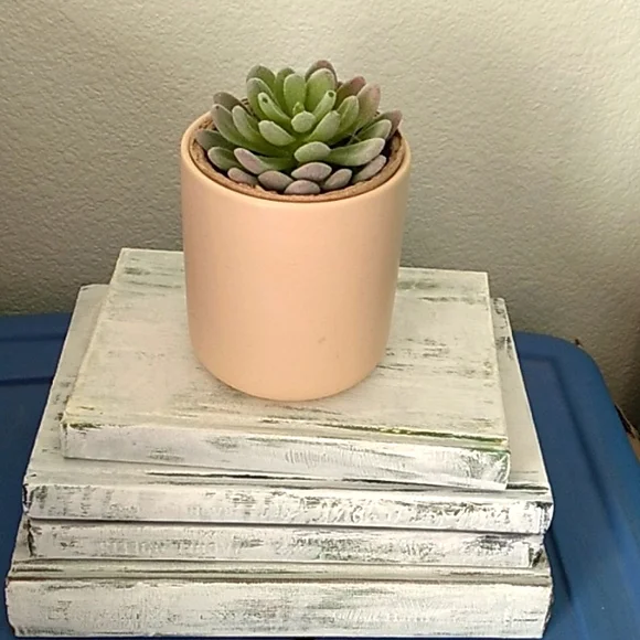 Succulent in a ceramic pot - Picture 1 of 9